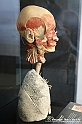 VBS_2702 - Vie respiratorie - Mostra Body Worlds